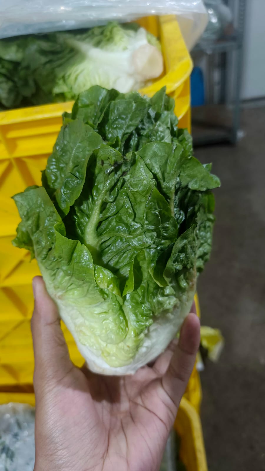 Sayuran Segar